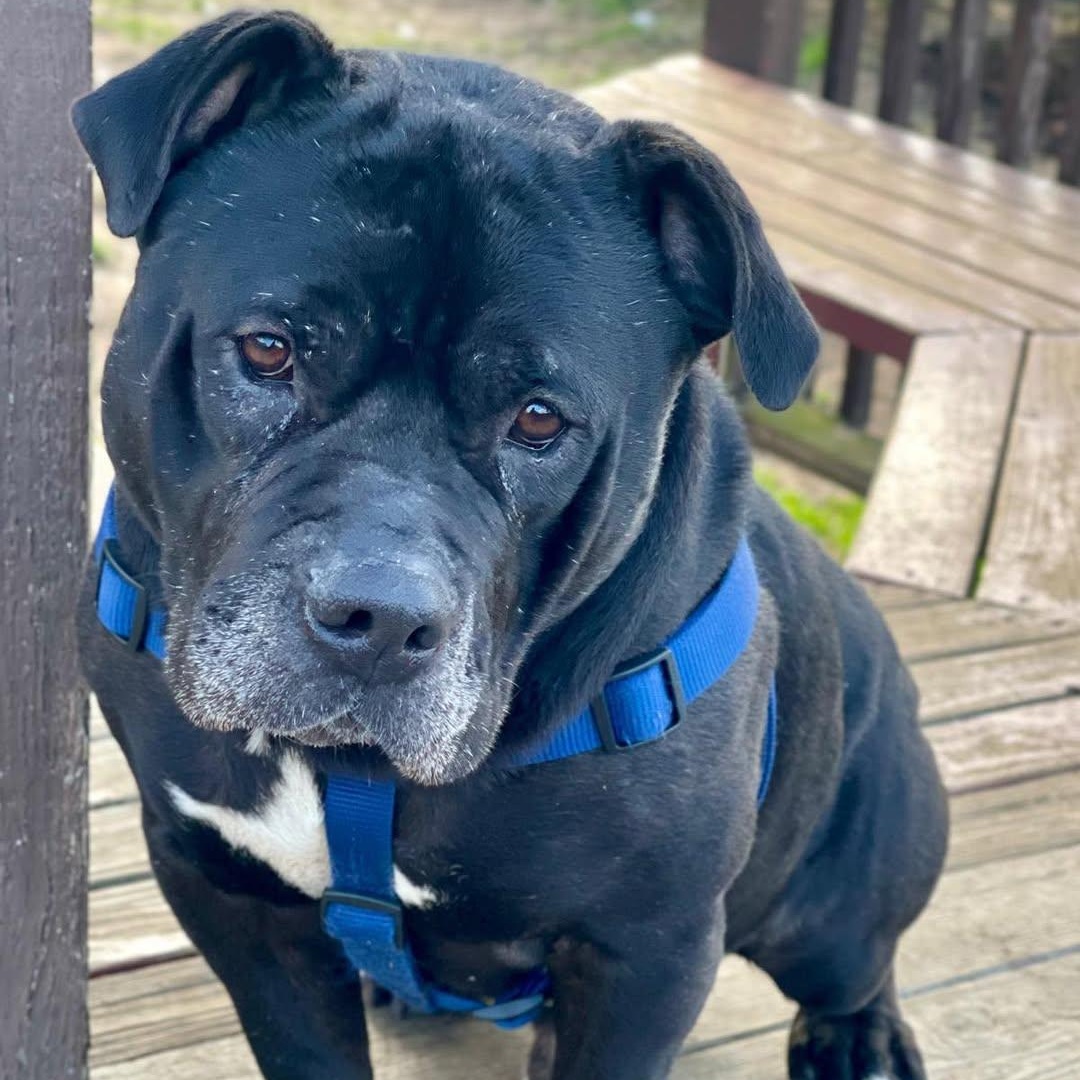 Enlarge Gucci, a Adoptable mixed breed in Ozone Park, NY image 4/6