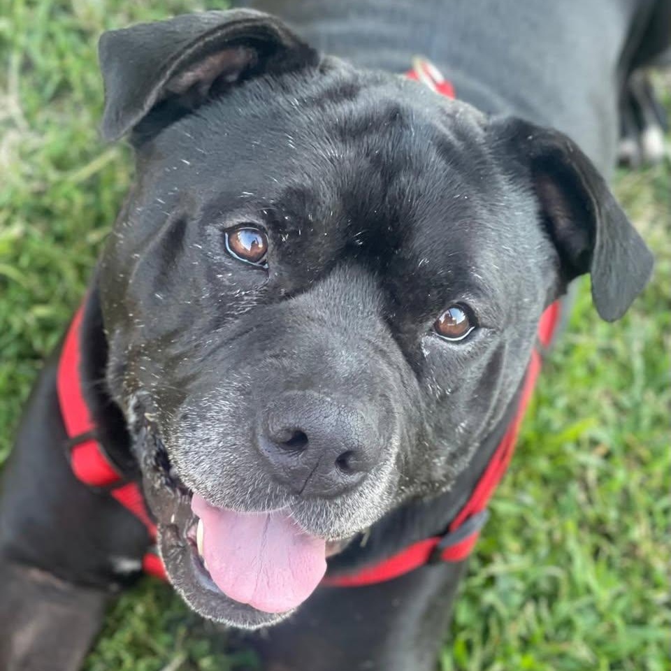 Enlarge Gucci, a Adoptable mixed breed in Ozone Park, NY image 2/6