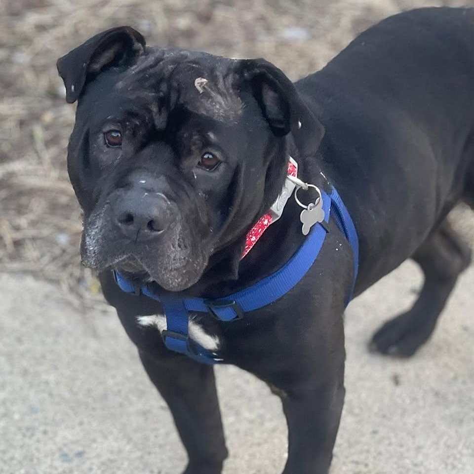 Enlarge Gucci, a Adoptable mixed breed in Ozone Park, NY image 5/6