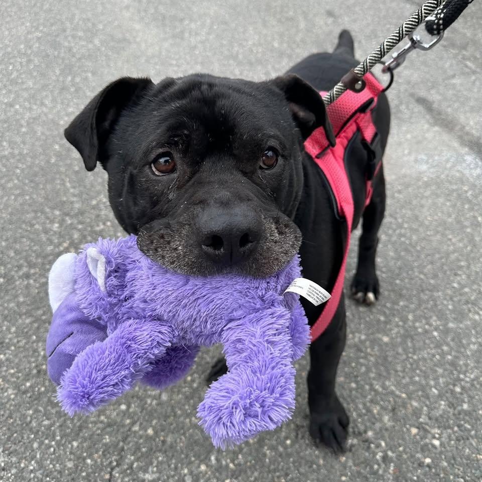 Gucci, Adoptable, Young Male Pit Bull Terrier.