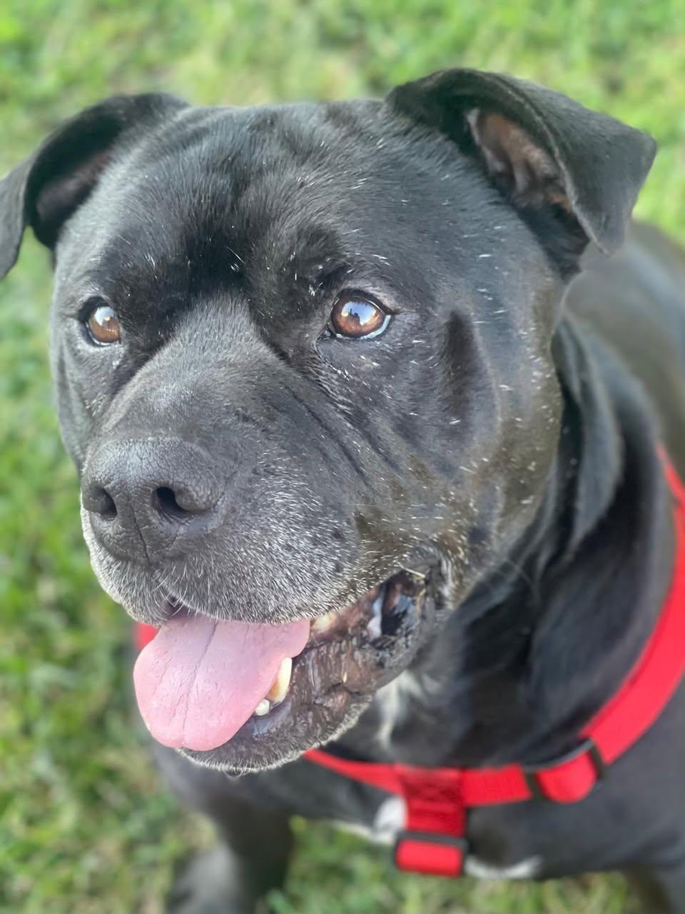 Enlarge Gucci, a Adoptable mixed breed in Ozone Park, NY image 3/6