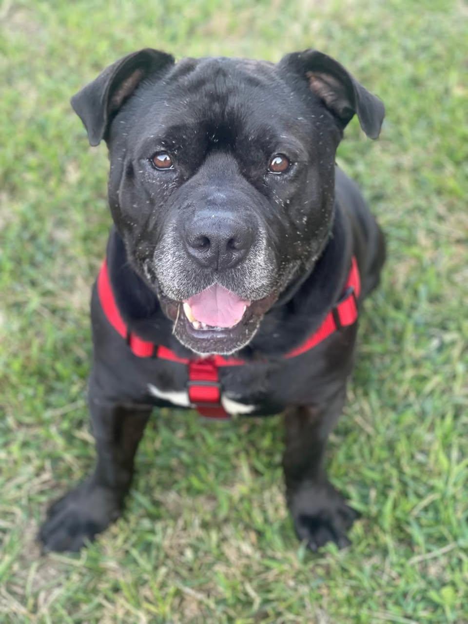 Enlarge Gucci, a Adoptable mixed breed in Ozone Park, NY image 6/6