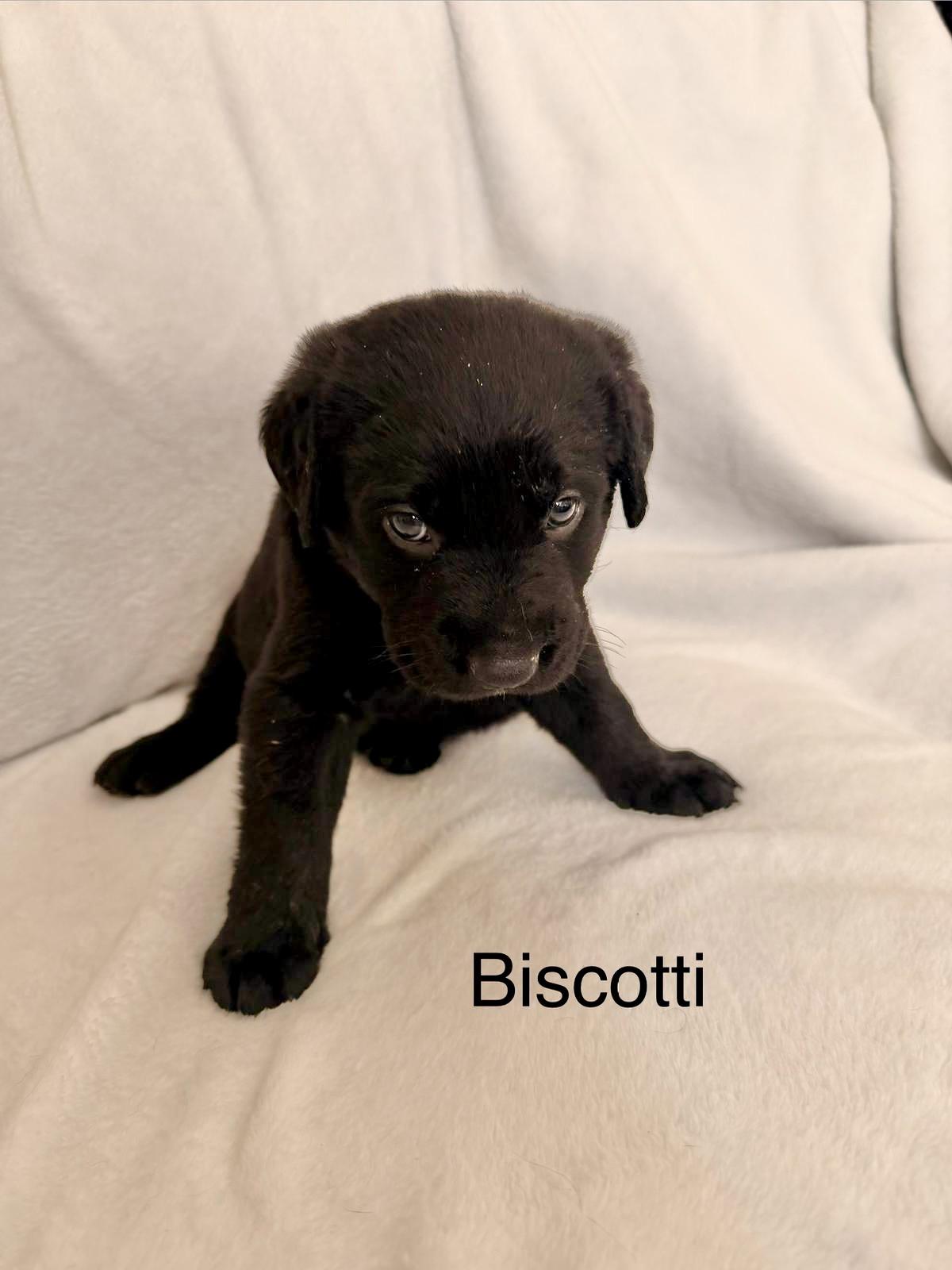 BISCOTTI, Adoptable, Puppy Male Labrador Retriever & Golden Retriever.