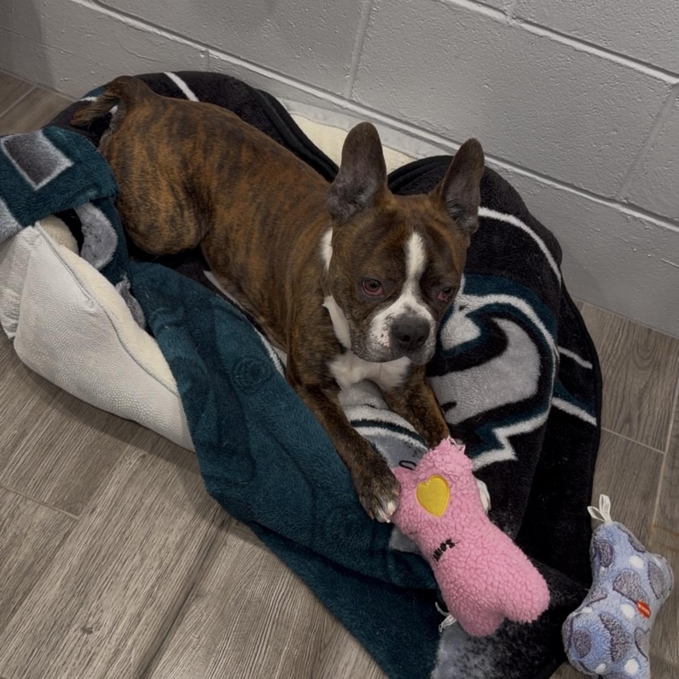 Enlarge Jackson, a ADOPTABLE mixed breed in Rock Hill, NY image 2/2