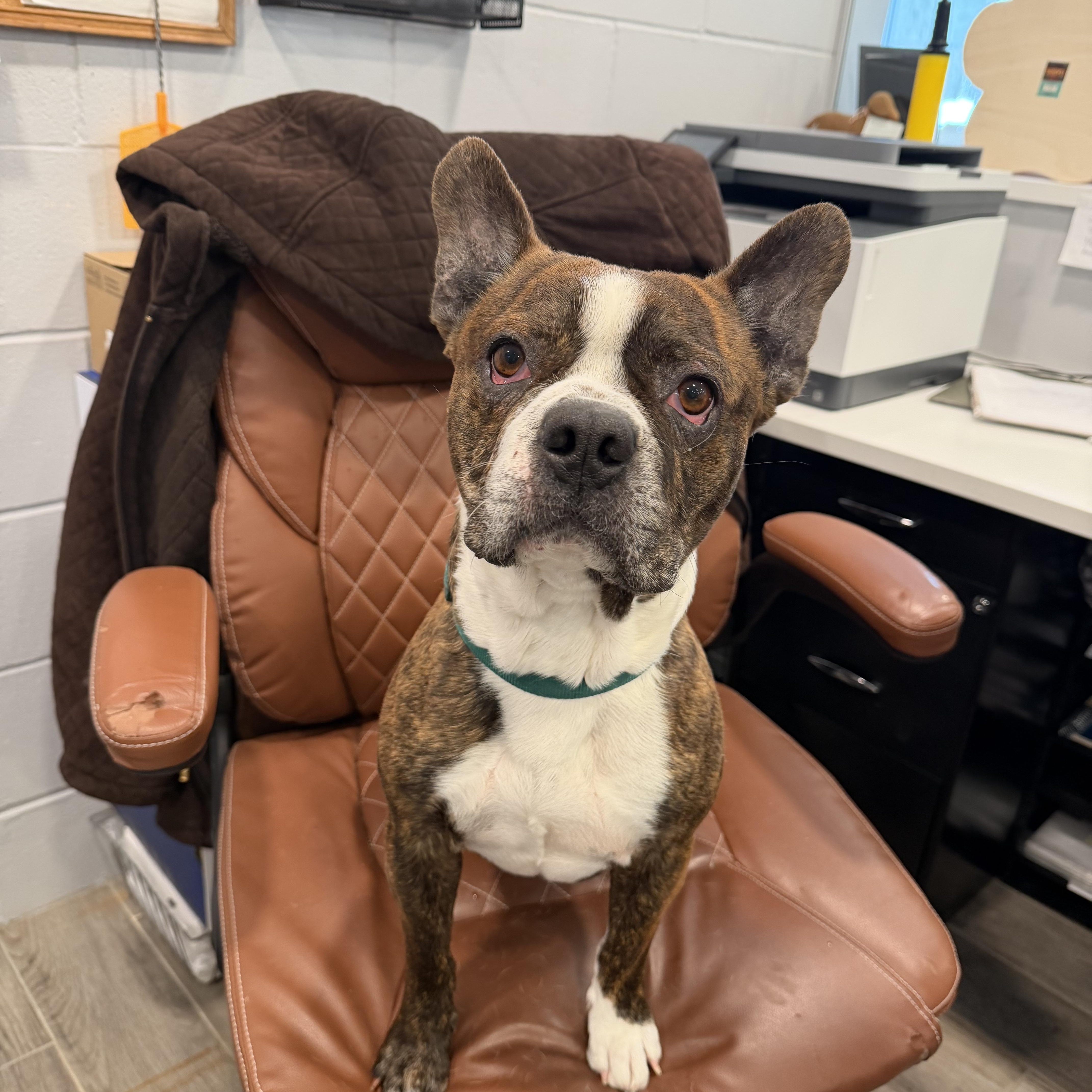 Jackson, ADOPTABLE, Young Male French Bulldog & Boston Terrier.
