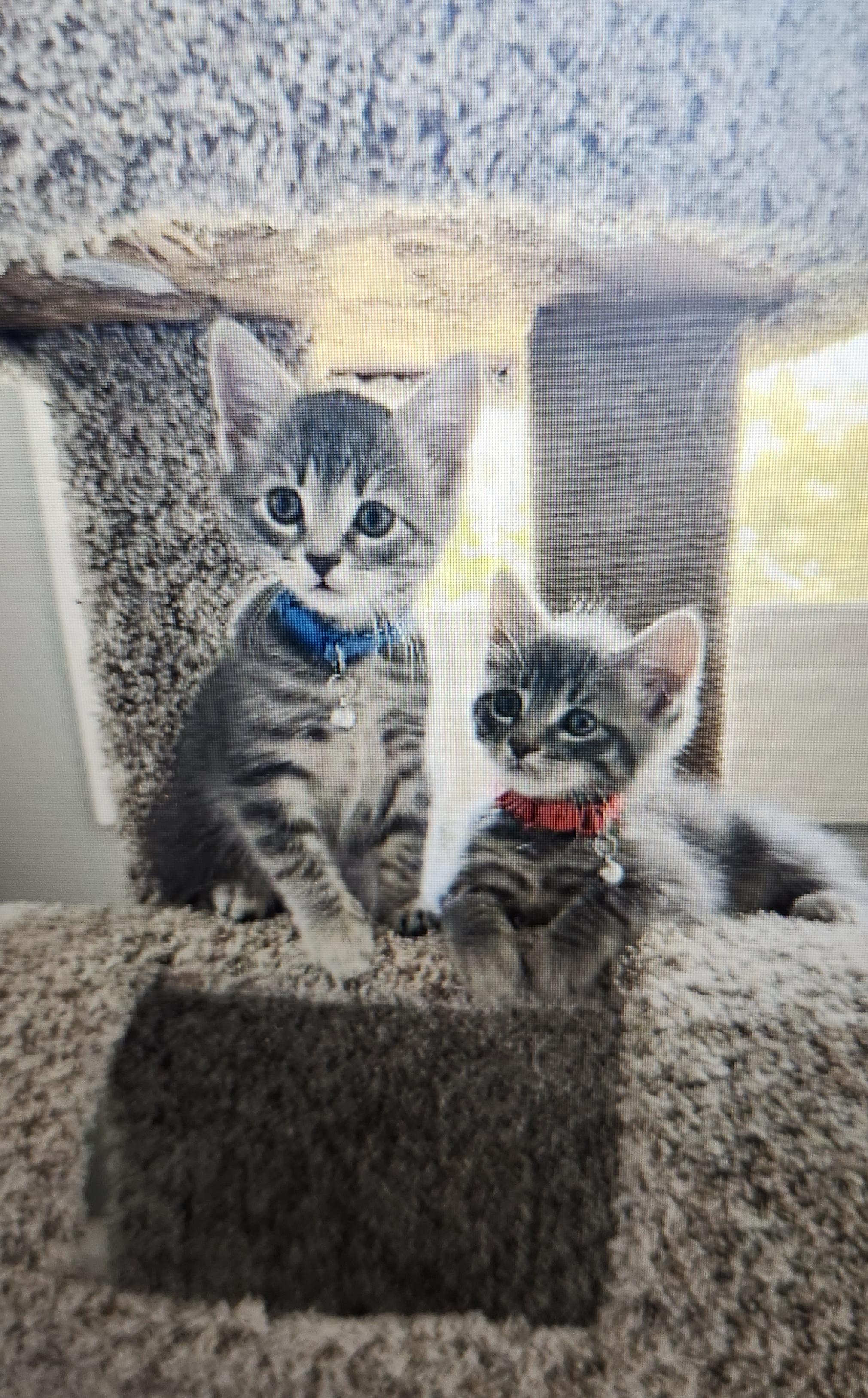 Monte and Jester in foster care, ADOPTABLE, Kitten Female Domestic Short Hair.