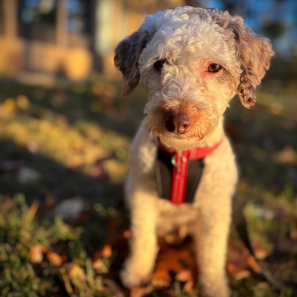 Jackie - Home Visit in Process, Adoptable, Young Female Poodle.