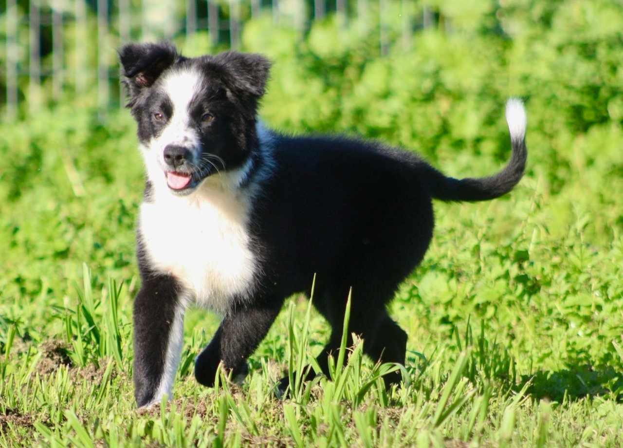 Gwen!, a ADOPTABLE mixed breed in Roseville, CA image 2/6