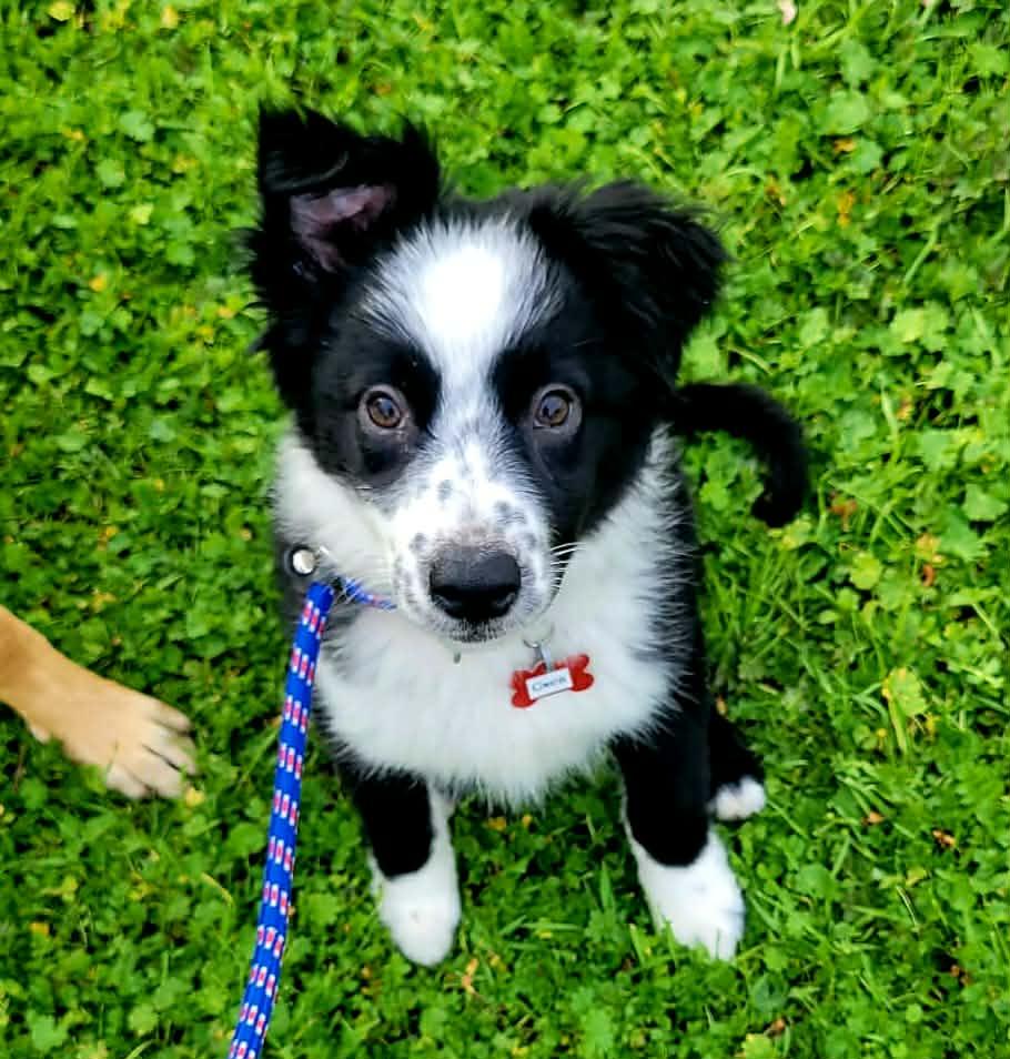 Gwen!, ADOPTABLE, Puppy Female Australian Shepherd & Border Collie.