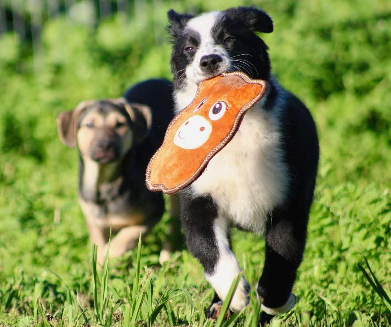Gwen!, a ADOPTABLE mixed breed in Roseville, CA image 6/6