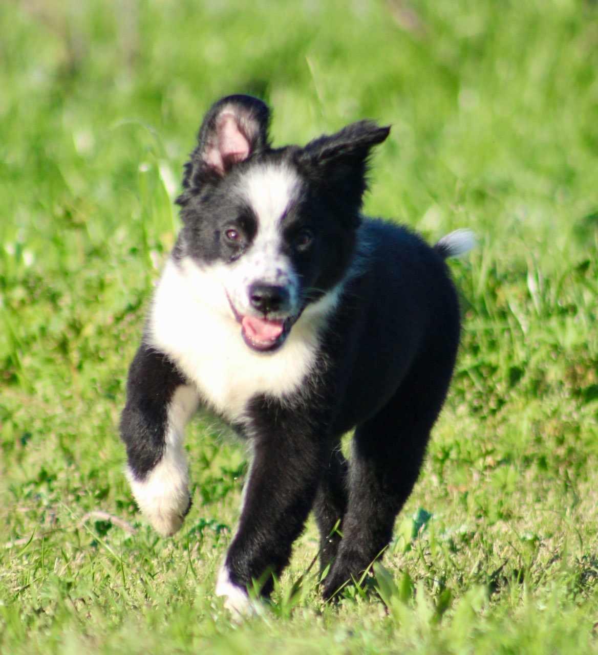 Gwen!, a ADOPTABLE mixed breed in Roseville, CA image 4/6