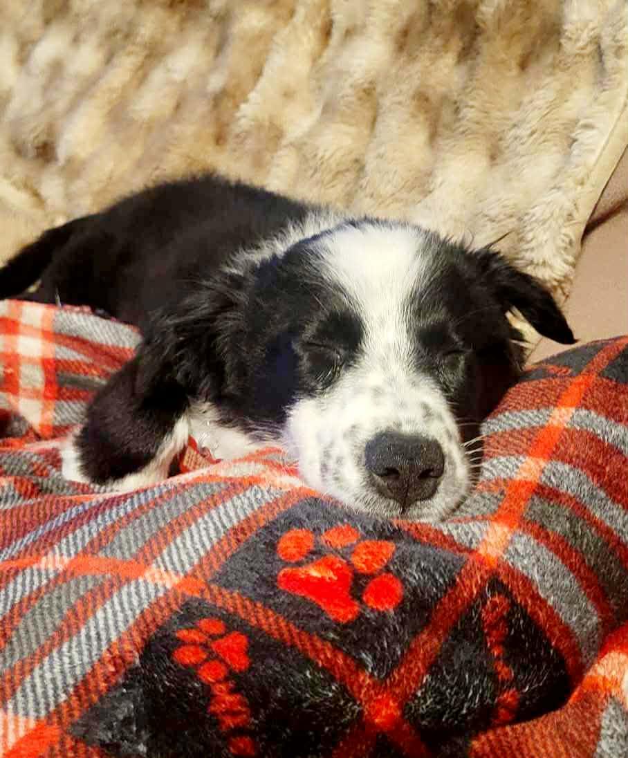 Gwen!, a ADOPTABLE mixed breed in Roseville, CA image 3/6