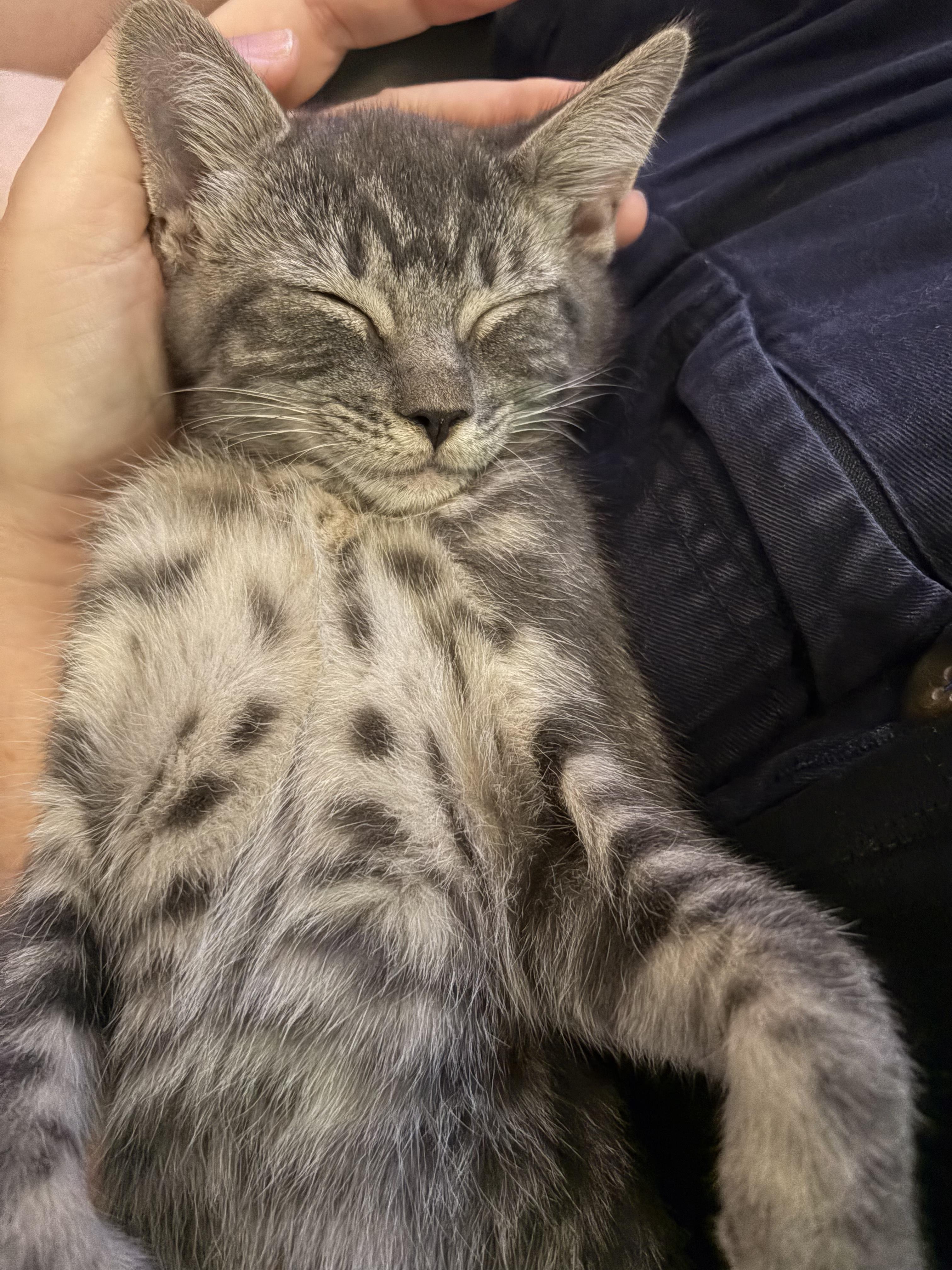 Lane, an adopted Domestic Short Hair in Montreal, QC image 1/2