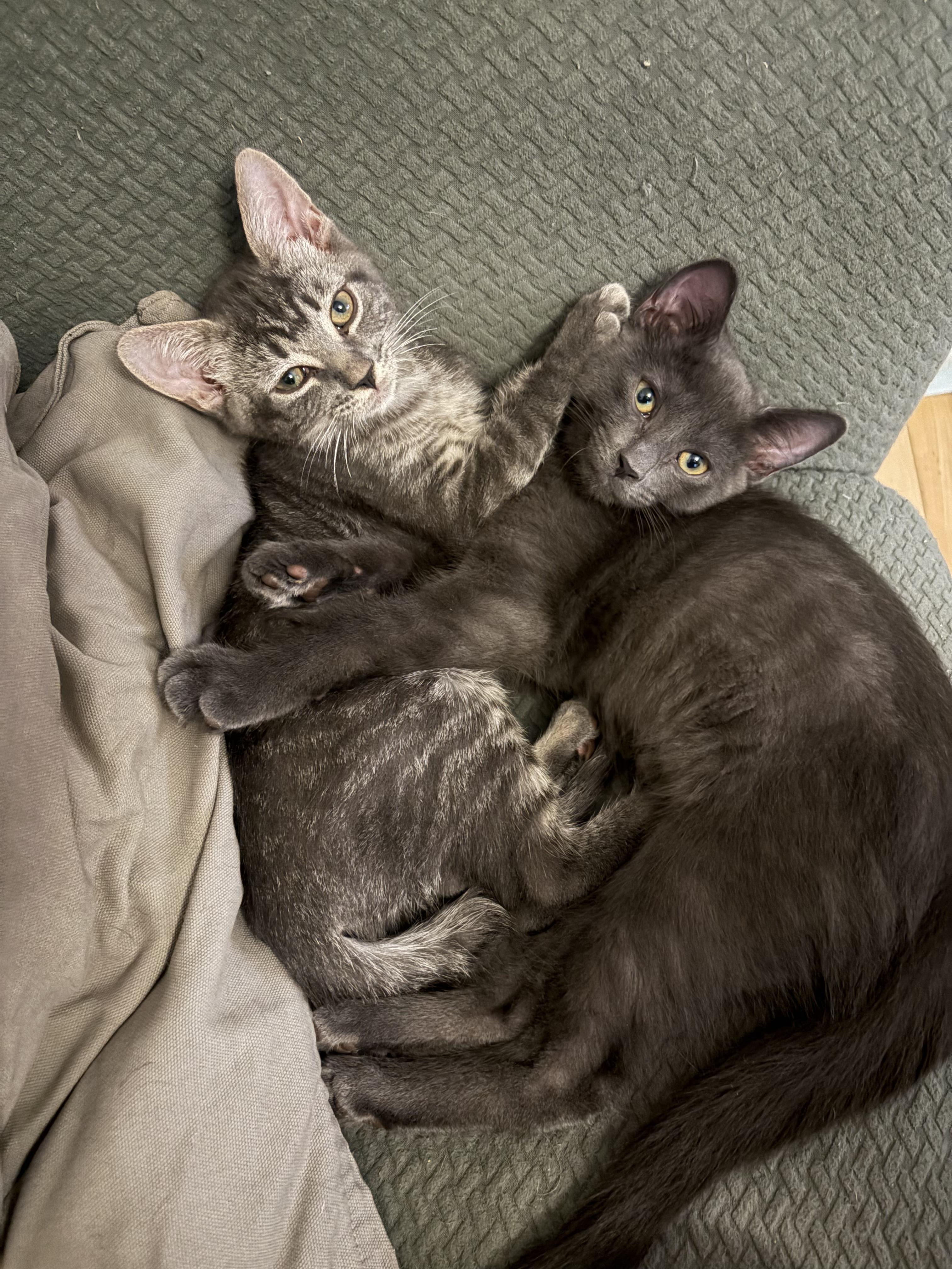 Lane, an adopted Domestic Short Hair in Montreal, QC image 2/2