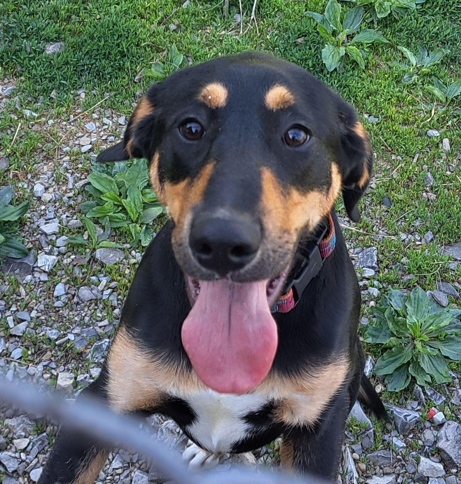 Marcey, ADOPTABLE, Young Female Hound & Mixed Breed.