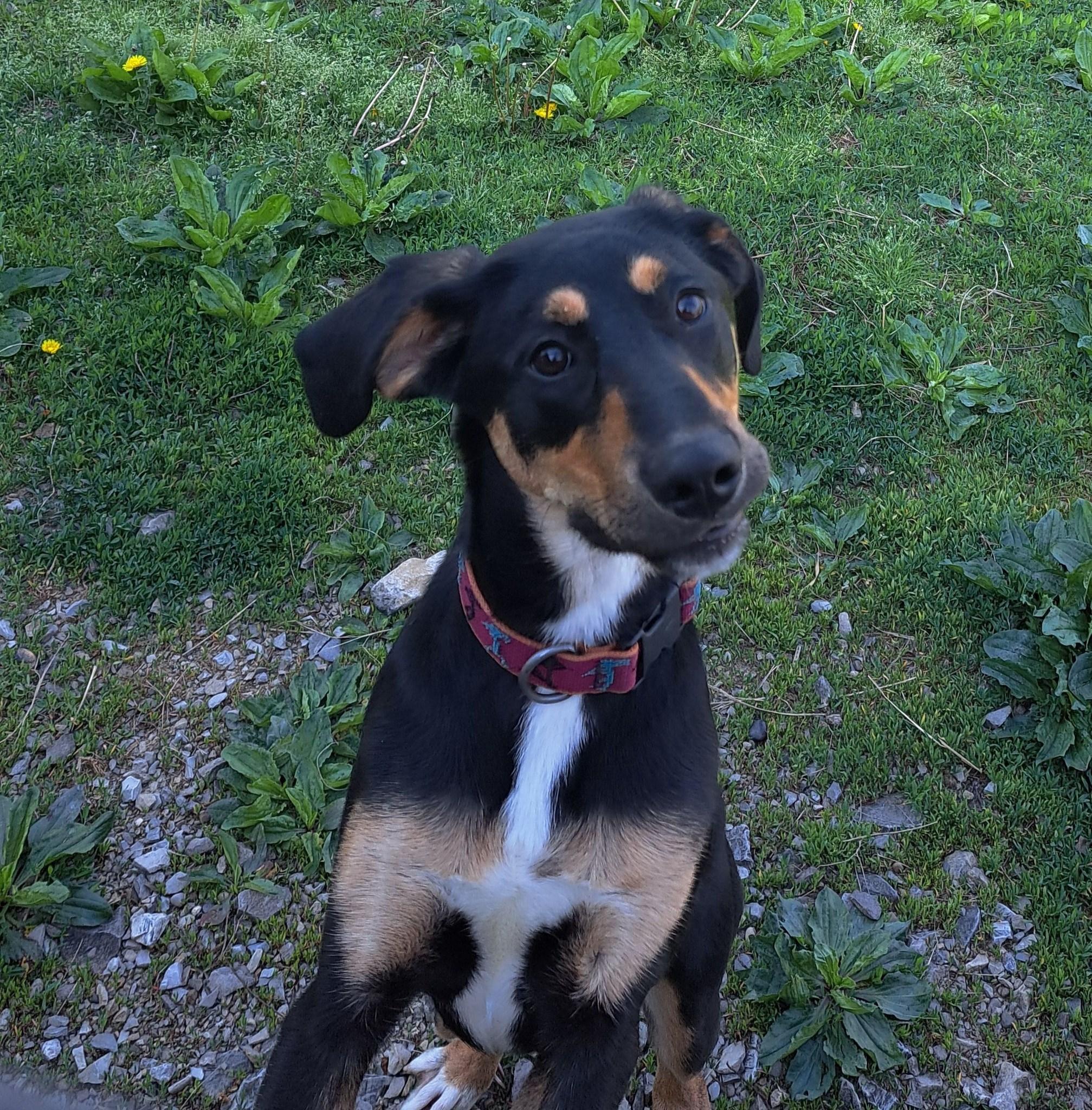 Enlarge Marcey, a ADOPTABLE mixed breed in Lawrenceburg, KY image 4/4