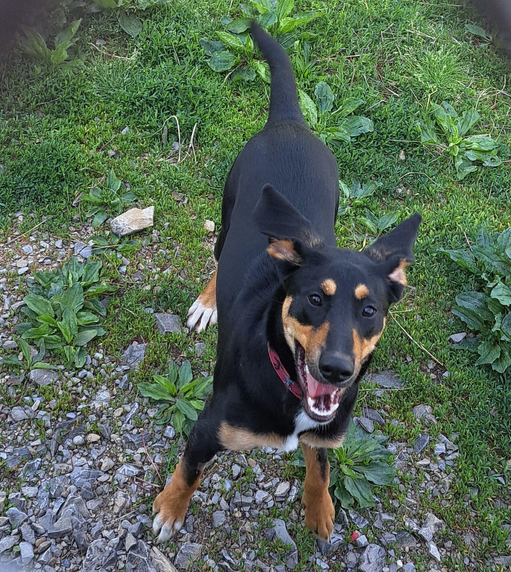 Enlarge Marcey, a ADOPTABLE mixed breed in Lawrenceburg, KY image 3/4