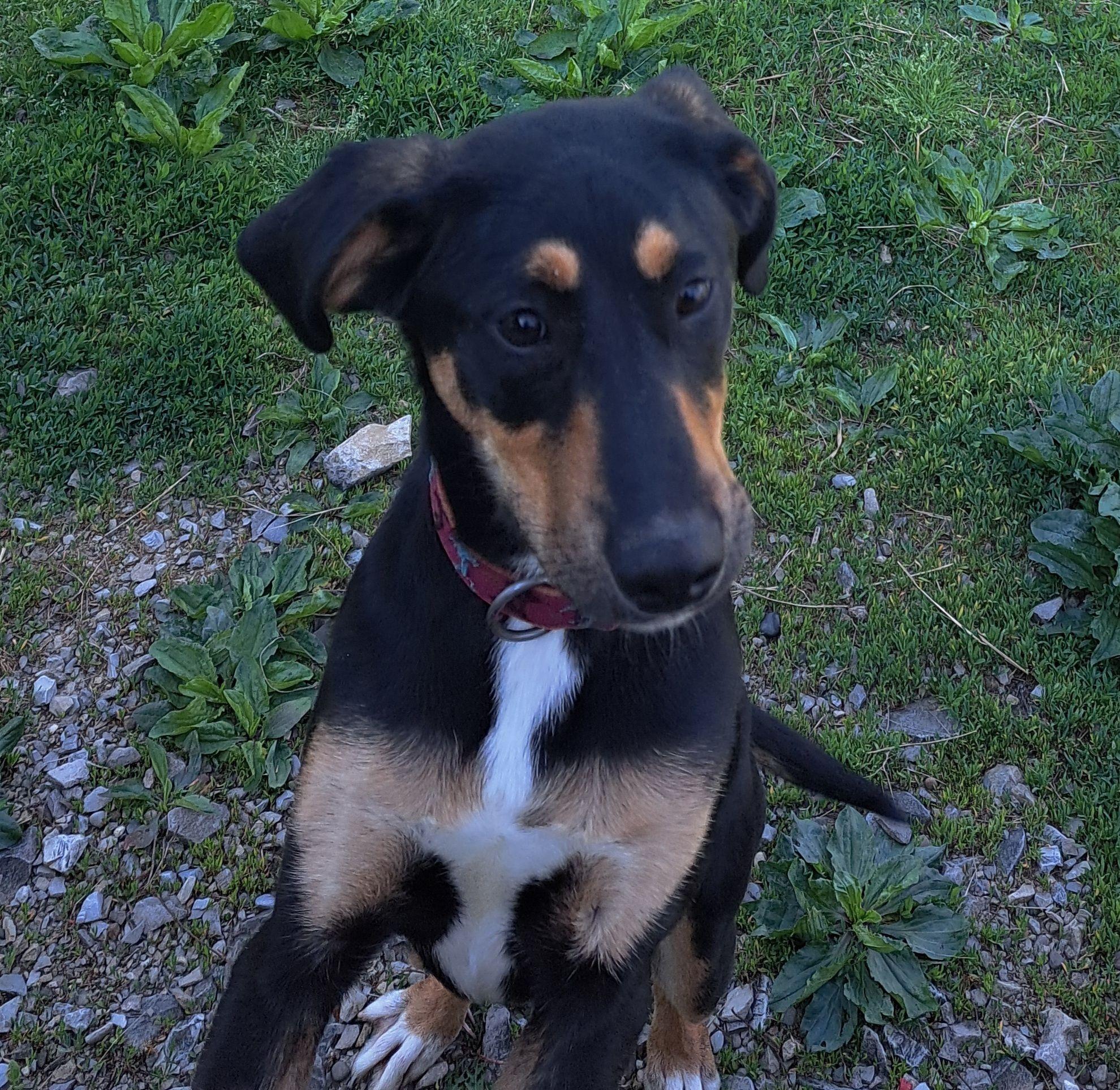 Enlarge Marcey, a ADOPTABLE mixed breed in Lawrenceburg, KY image 2/4