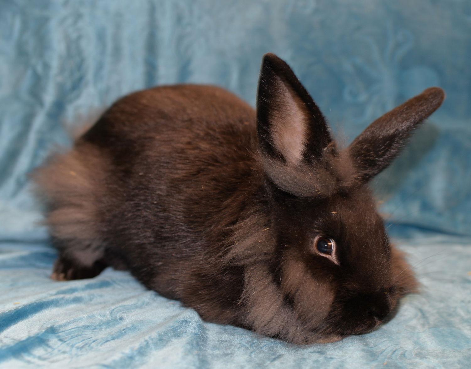 Enlarge Ink and Black Feather, a Adoptable Lionhead in Chesterfield, MO image 2/3