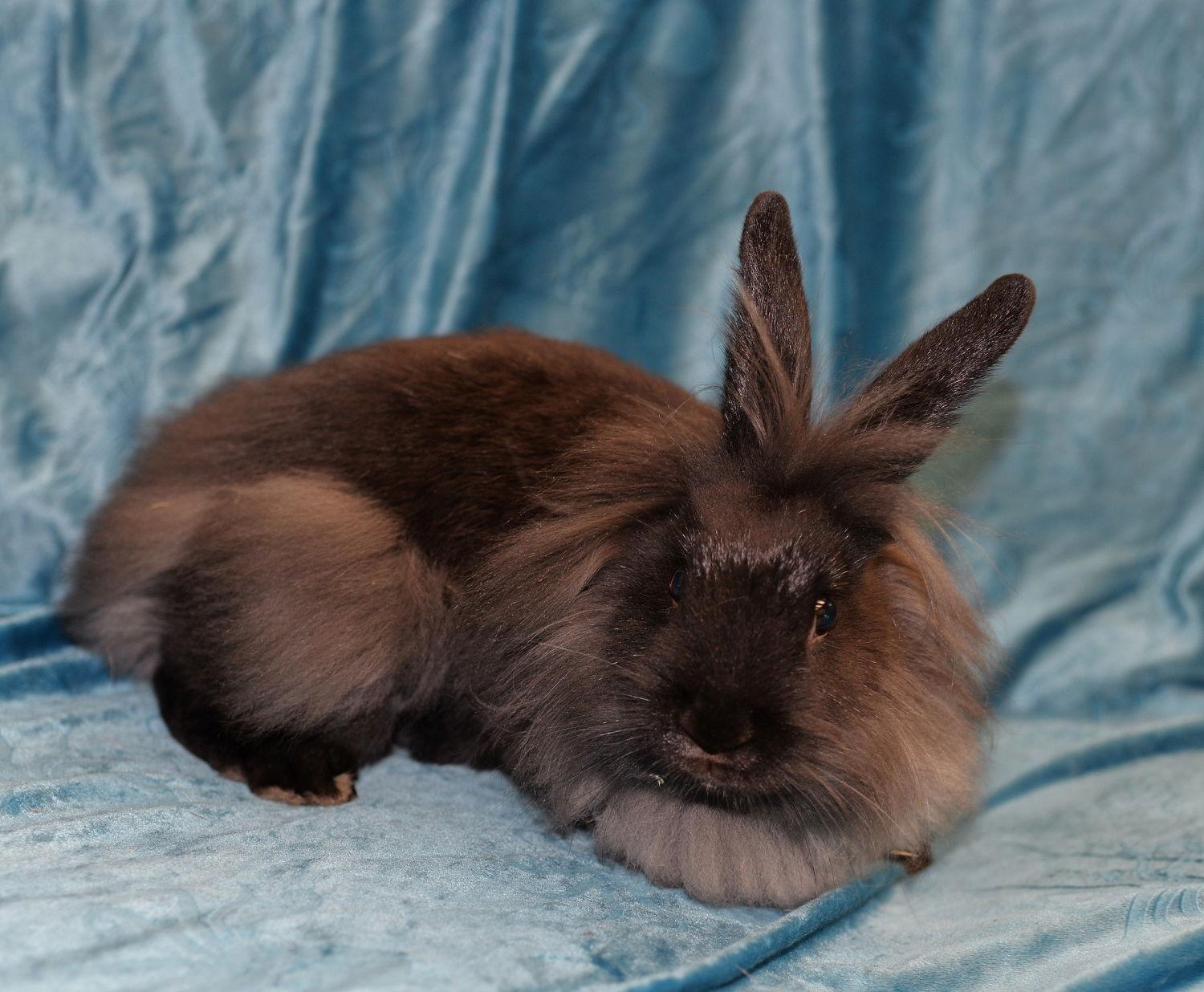 Enlarge Ink and Black Feather, a Adoptable Lionhead in Chesterfield, MO image 3/3