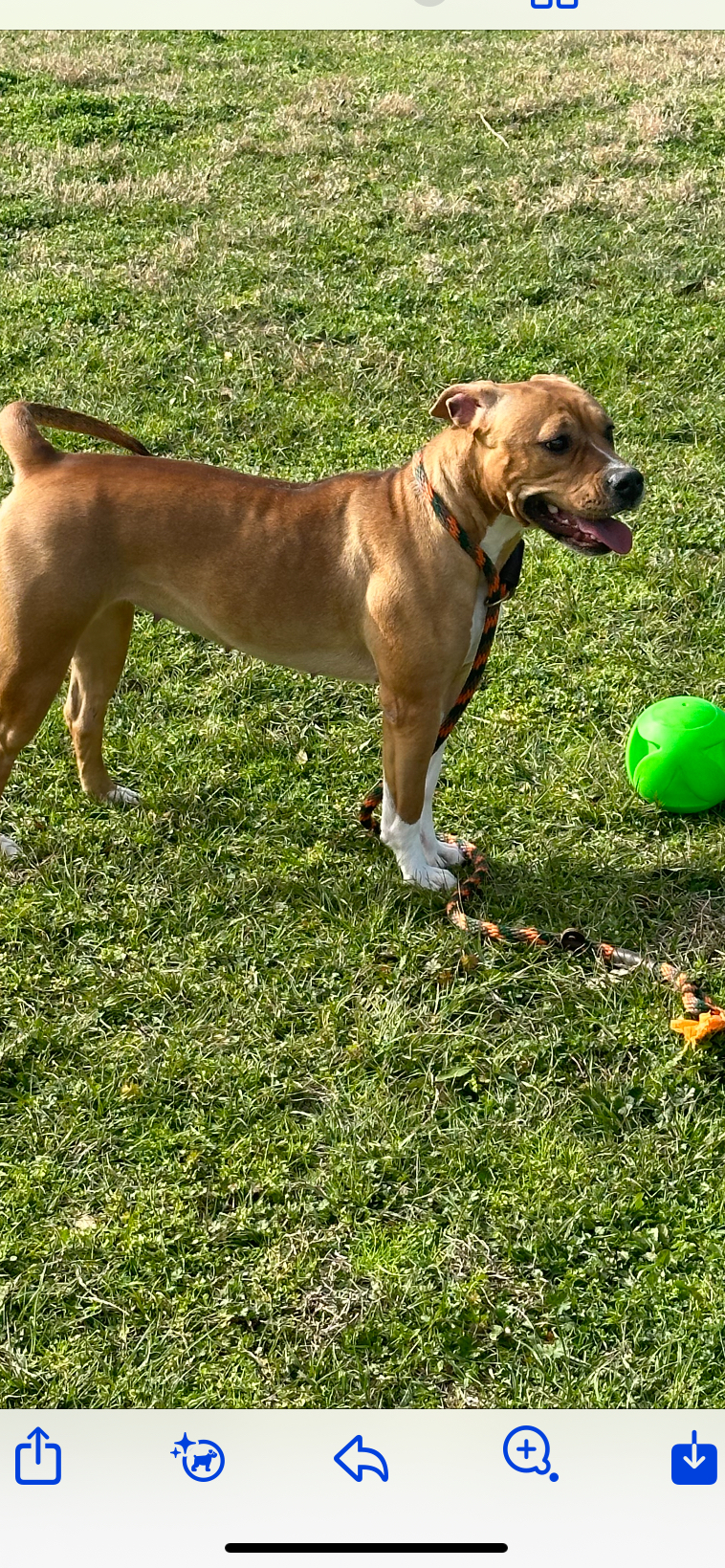 Chevy photo 2