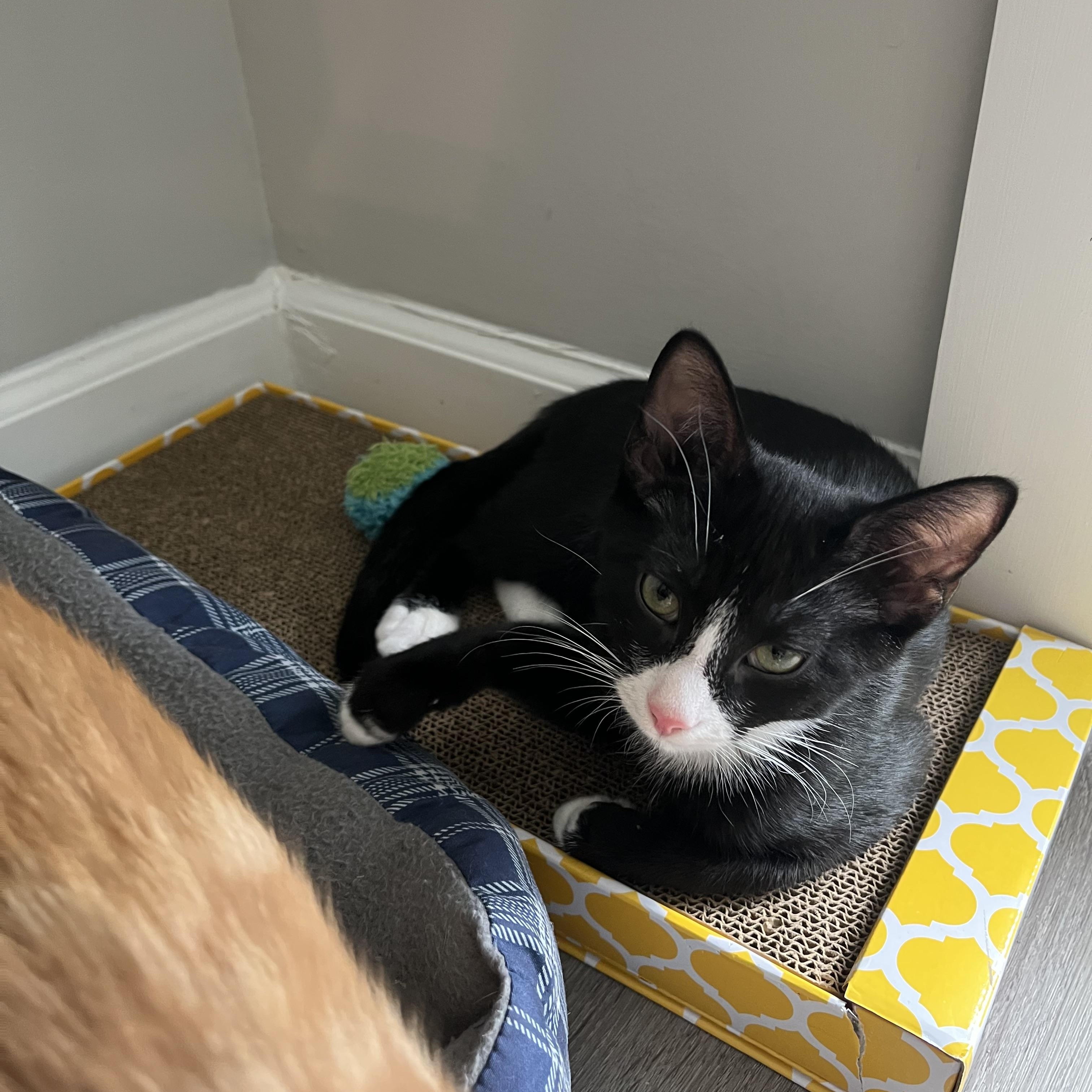 Enlarge Papaya, a Adopted Domestic Short Hair in Blacksburg, VA image 1/3