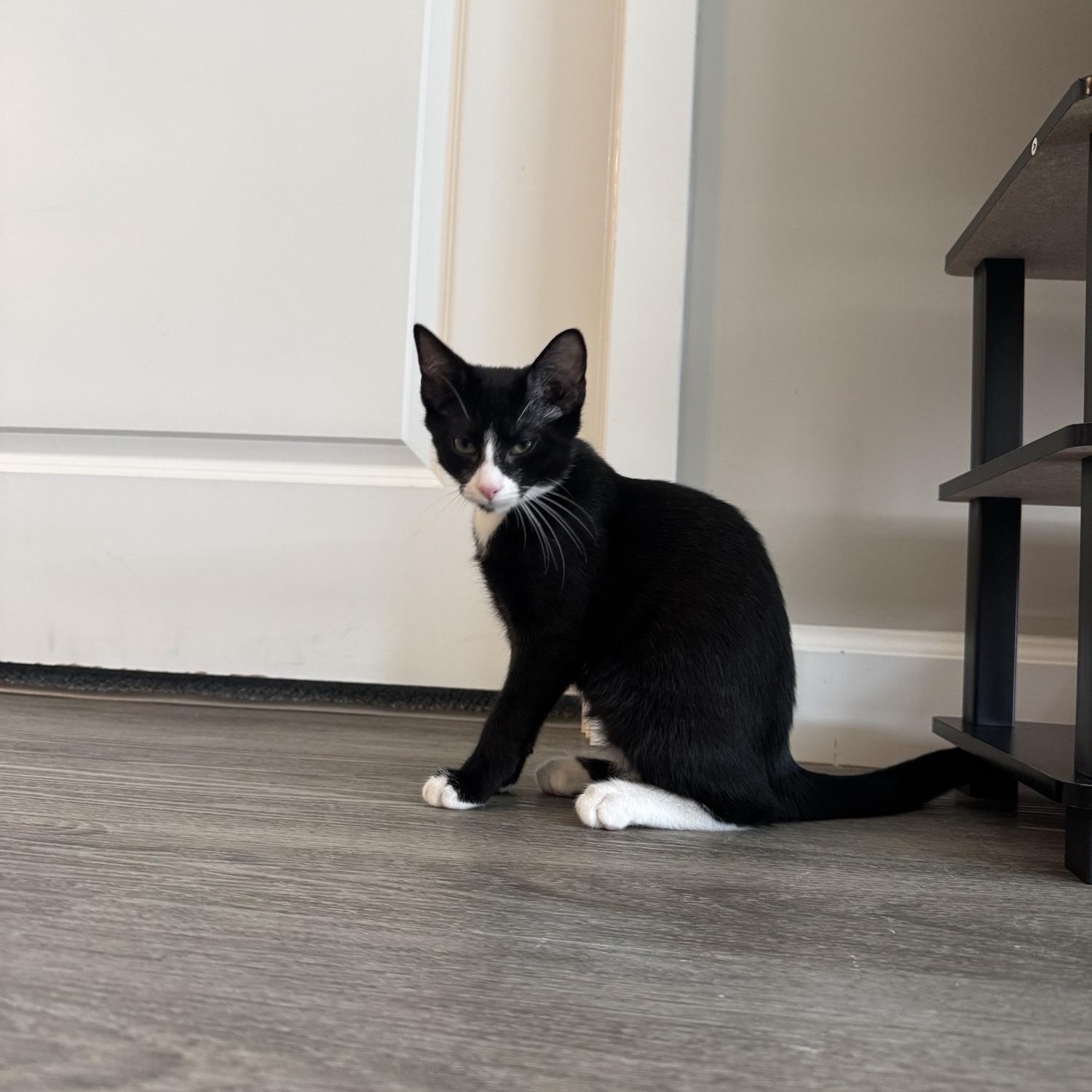Papaya, Adopted, Young Male Domestic Short Hair.