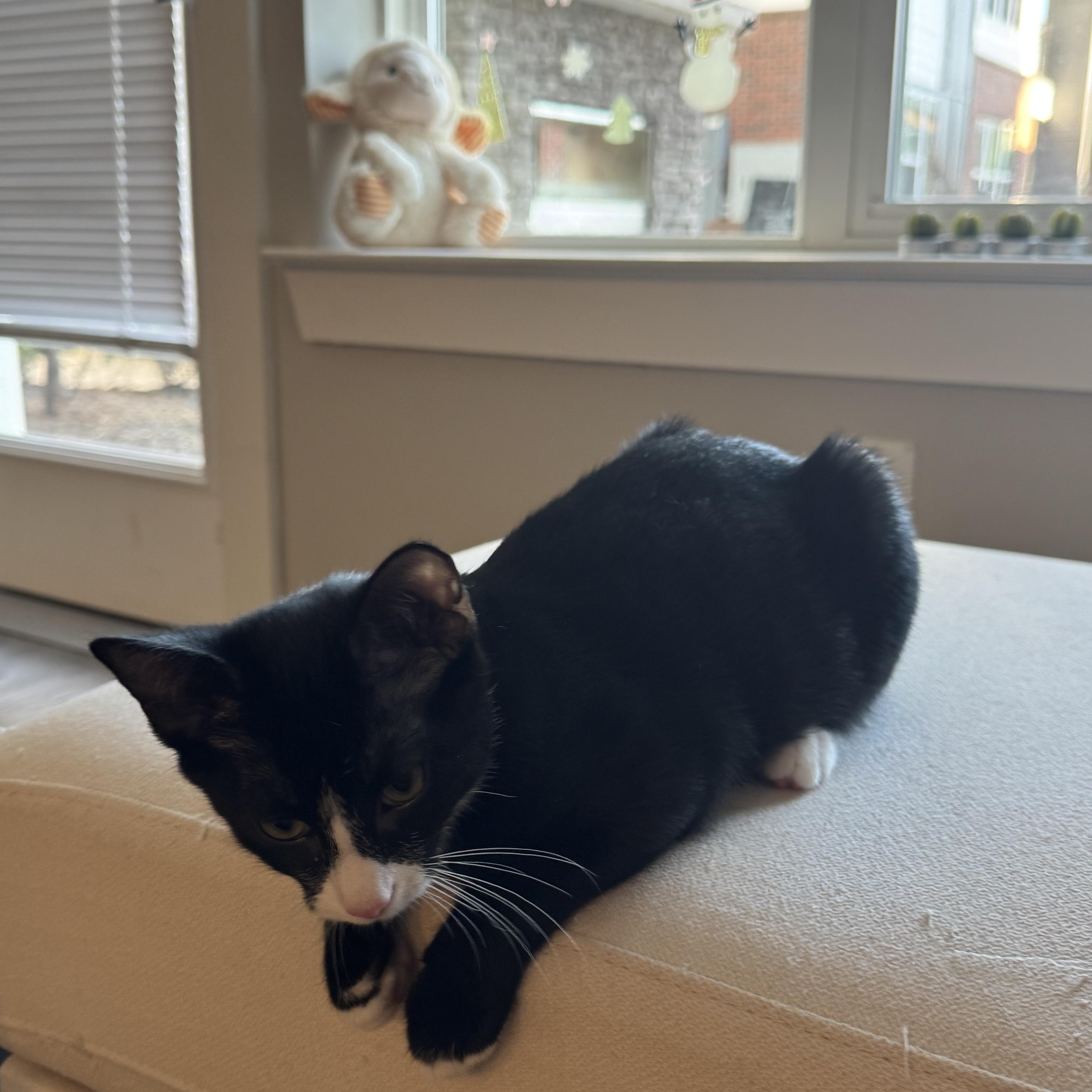 Enlarge Papaya, a Adopted Domestic Short Hair in Blacksburg, VA image 3/3