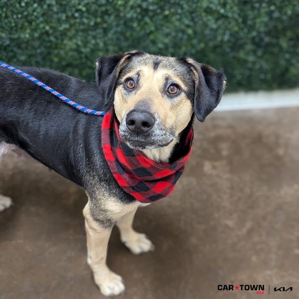 Mia, Adoptable, Adult Female Shepherd.