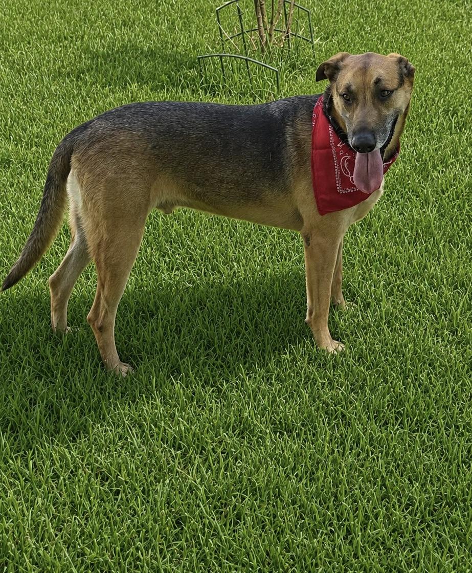 Enlarge Adys, a Adoptable mixed breed in Old Westbury, NY image 4/4