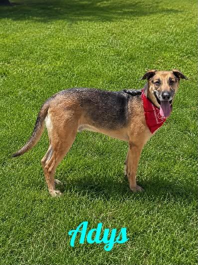 Adys, Adoptable, Young Male German Shepherd Dog & Hound.