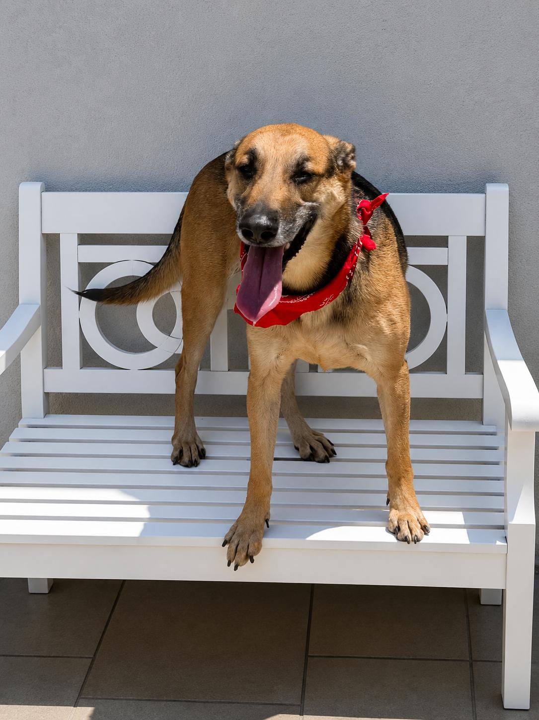 Enlarge Adys, a Adoptable mixed breed in Old Westbury, NY image 2/4