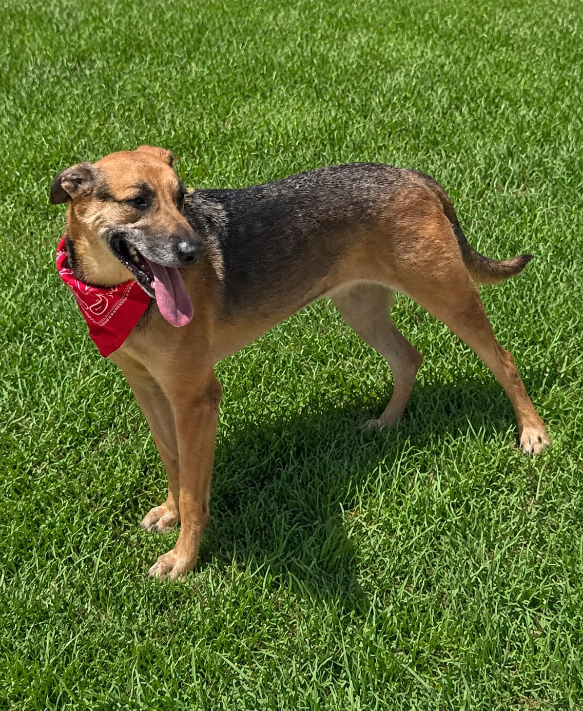 Enlarge Adys, a Adoptable mixed breed in Old Westbury, NY image 3/4
