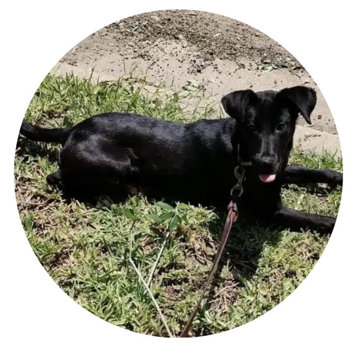 Sophie, Adoptable, Adult Female Labrador Retriever & Patterdale Terrier / Fell Terrier.