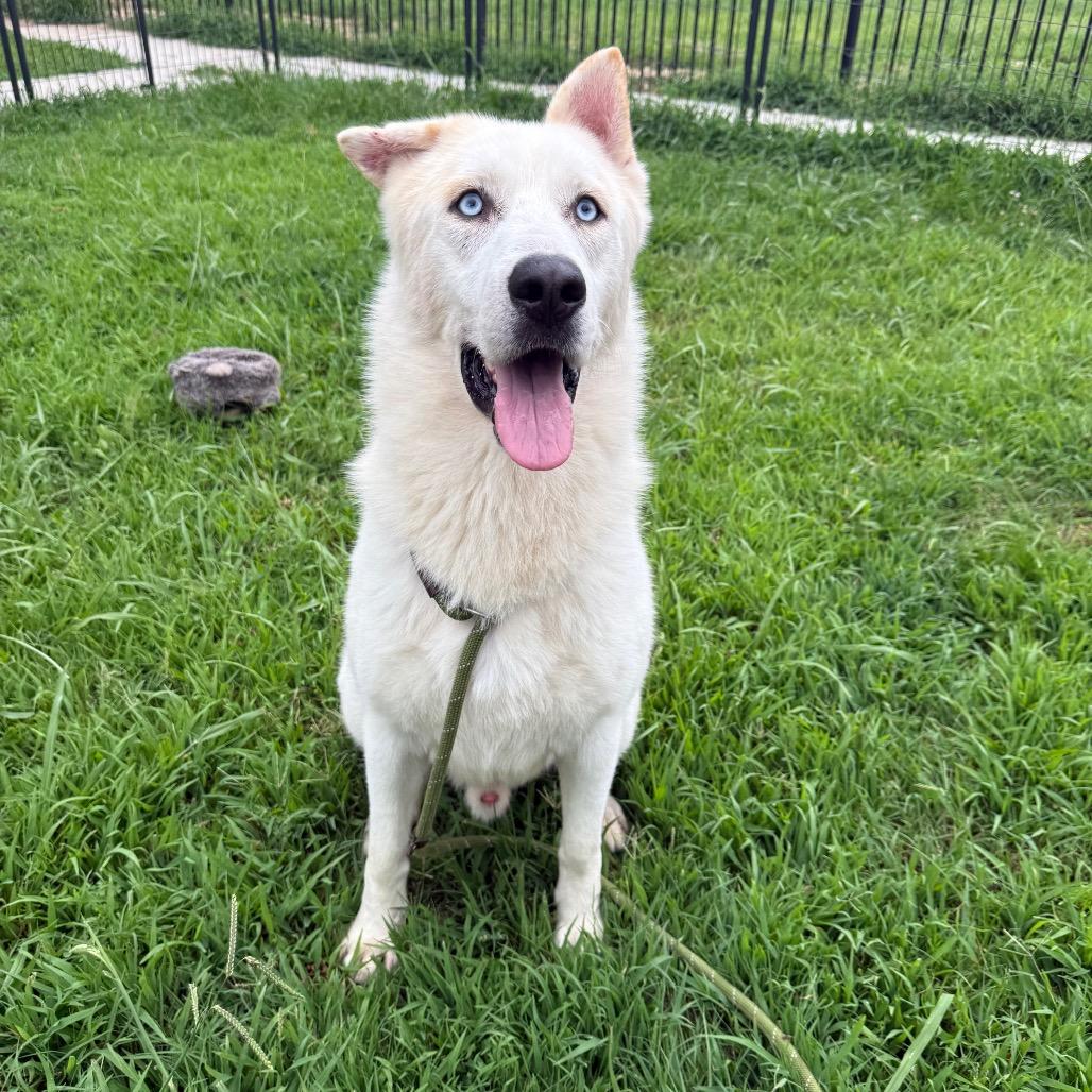 Enlarge Sailor, a Adoptable Husky in Eufaula, OK image 2/6