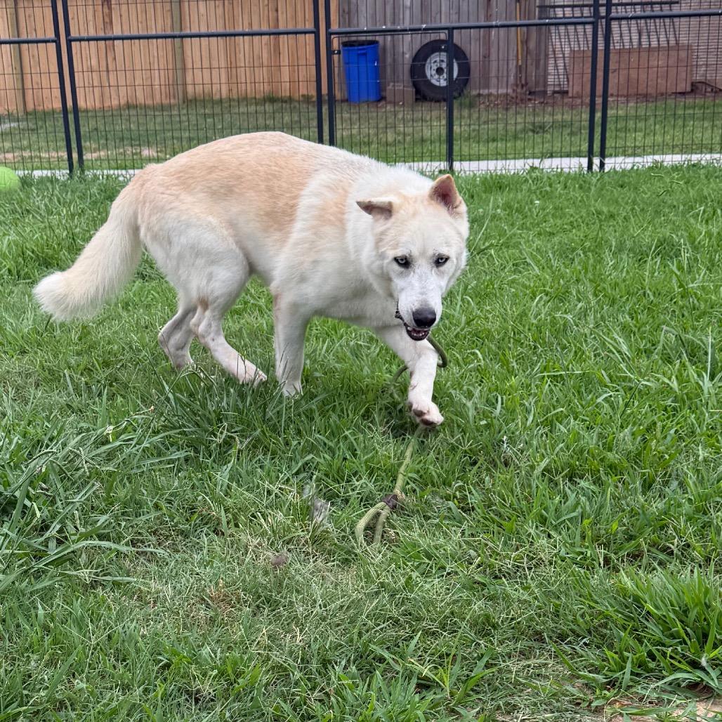 Enlarge Sailor, a Adoptable Husky in Eufaula, OK image 4/6