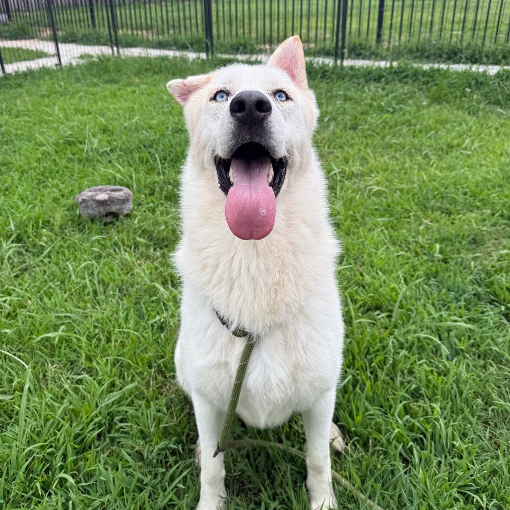 Enlarge Sailor, a Adoptable Husky in Eufaula, OK image 5/6