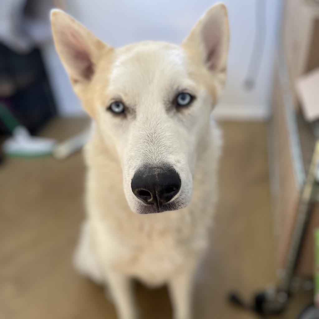 Enlarge Sailor, a Adoptable Husky in Eufaula, OK image 6/6
