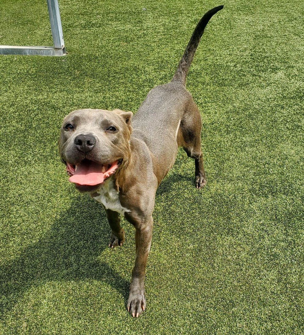 Enlarge Chae, a Adoptable mixed breed in Godfrey, IL image 1/6