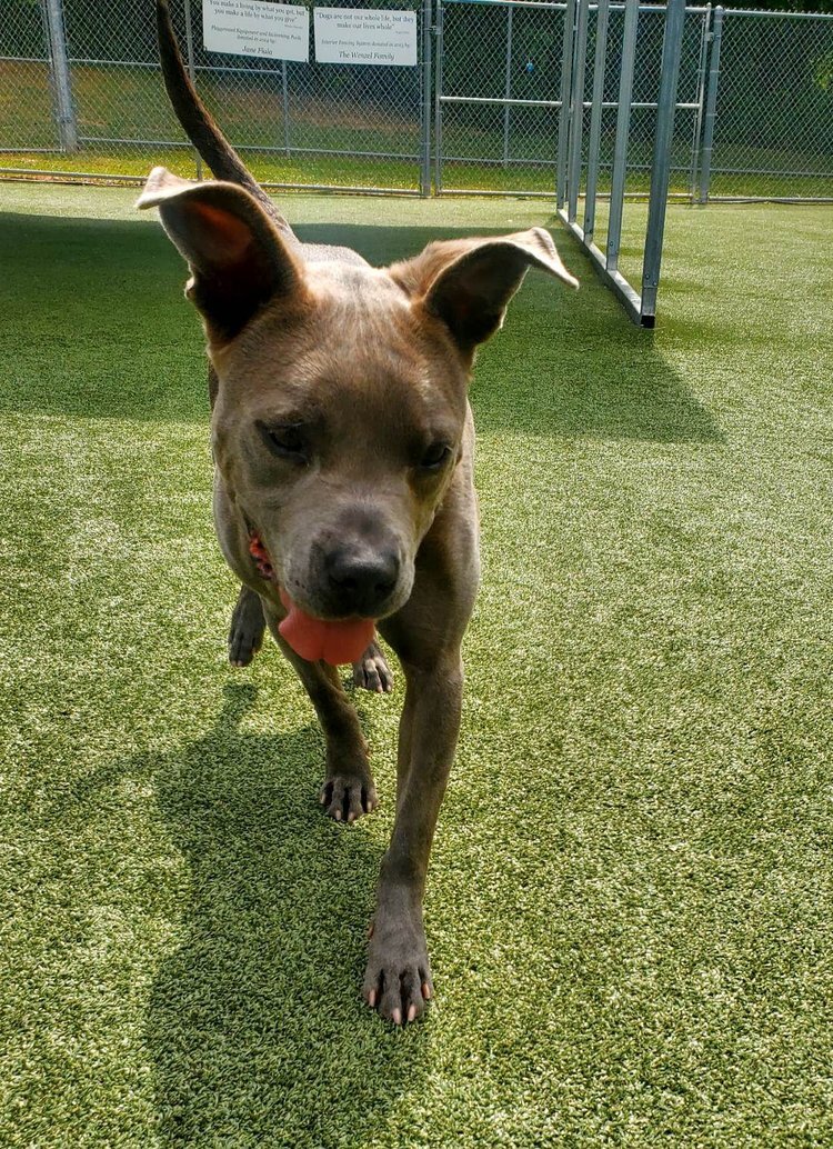 Enlarge Chae, a Adoptable mixed breed in Godfrey, IL image 2/6