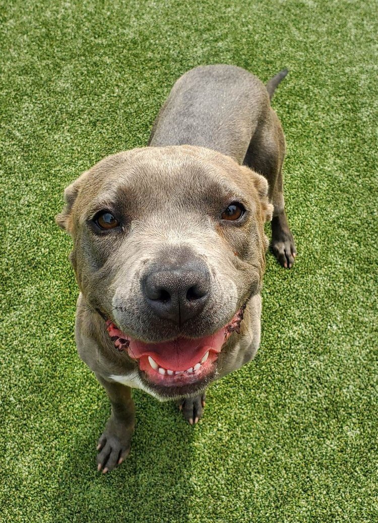 Enlarge Chae, a Adoptable mixed breed in Godfrey, IL image 3/6