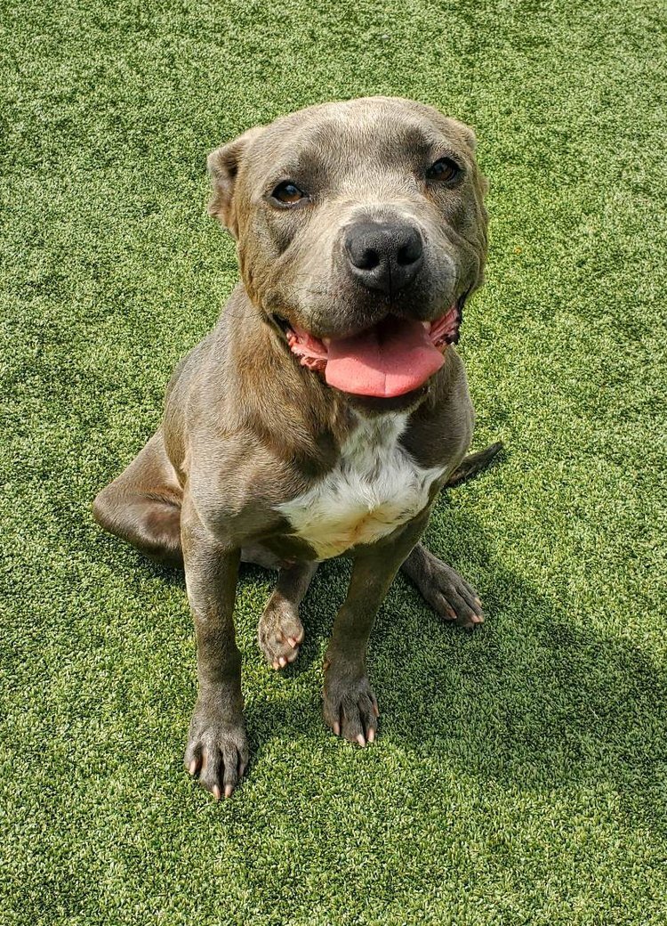 Enlarge Chae, a Adoptable mixed breed in Godfrey, IL image 4/6