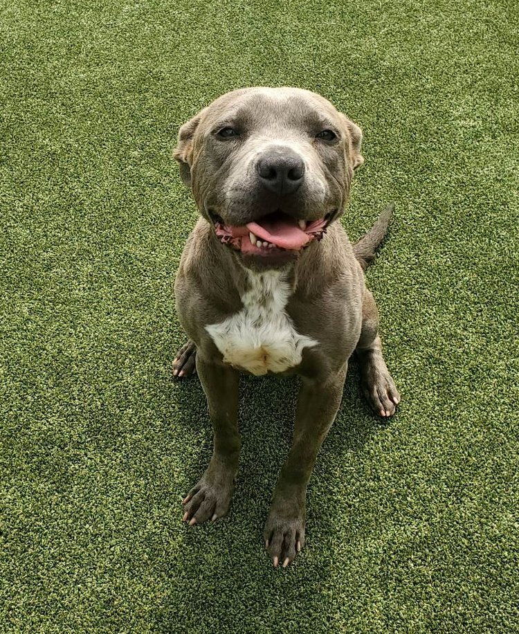 Enlarge Chae, a Adoptable mixed breed in Godfrey, IL image 5/6