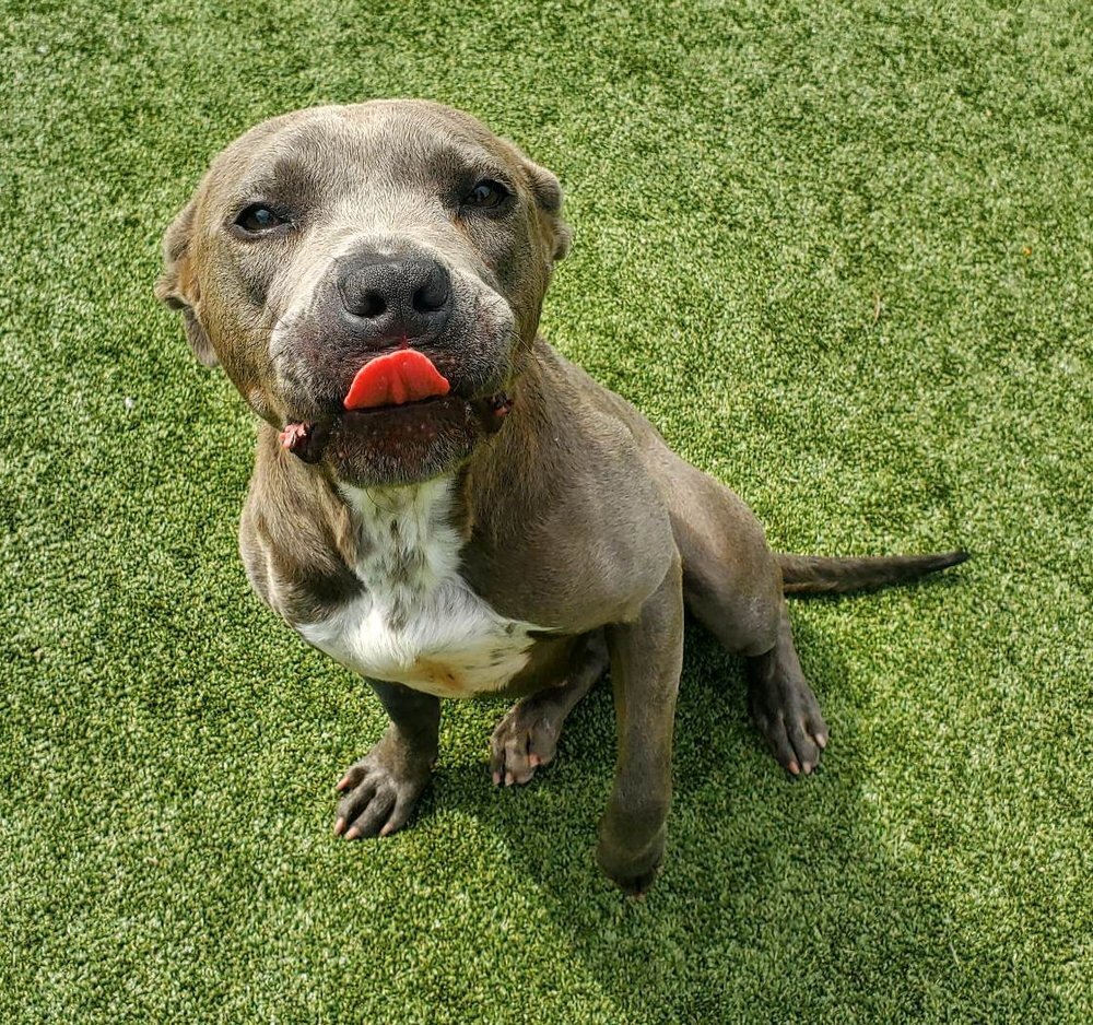 Enlarge Chae, a Adoptable mixed breed in Godfrey, IL image 6/6