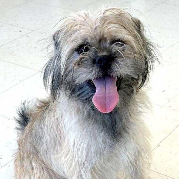 Enlarge Augie, a Adoptable mixed breed in Fort Davis, TX image 1/1