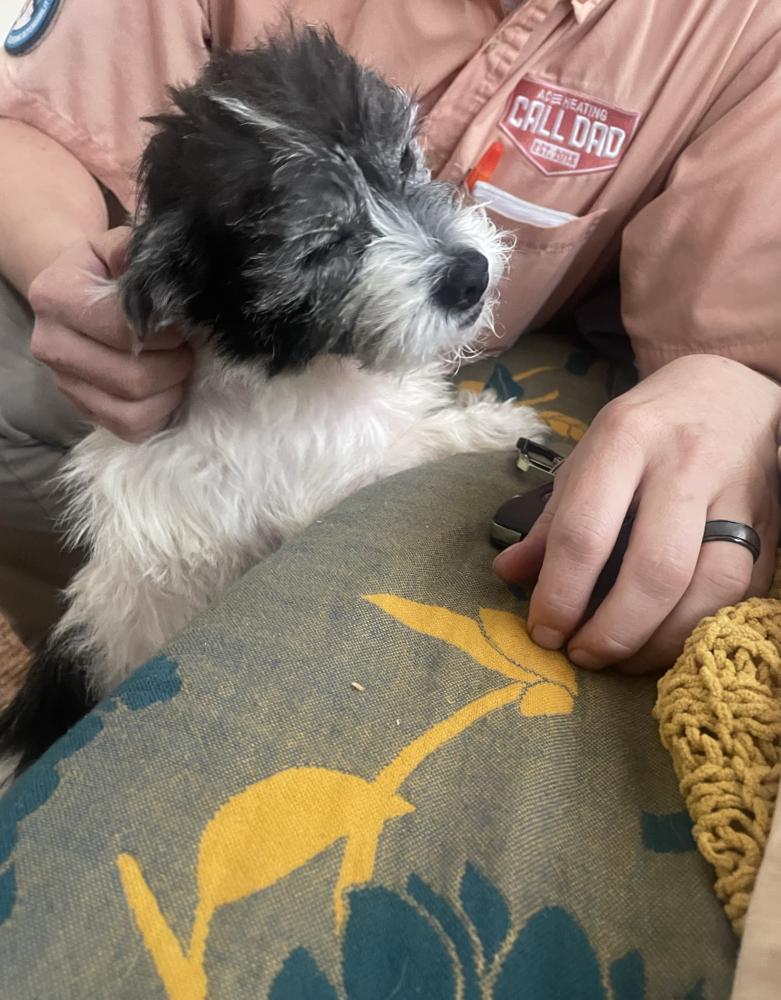 Mona, Adoptable, Adult Female Terrier.