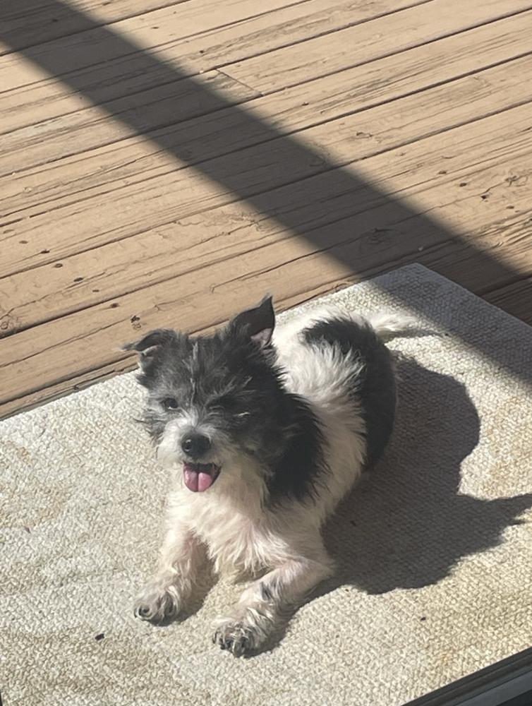 Enlarge Mona, a Adoptable Terrier in Candler, NC image 2/3