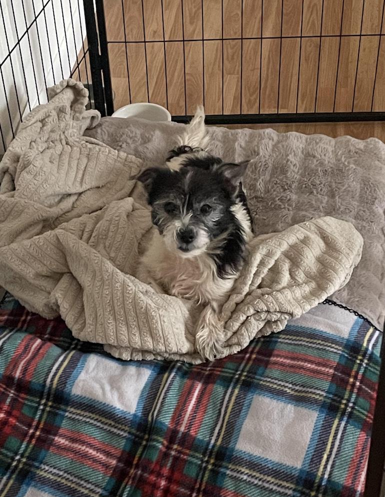 Mona, Adoptable, Adult Female Terrier.
