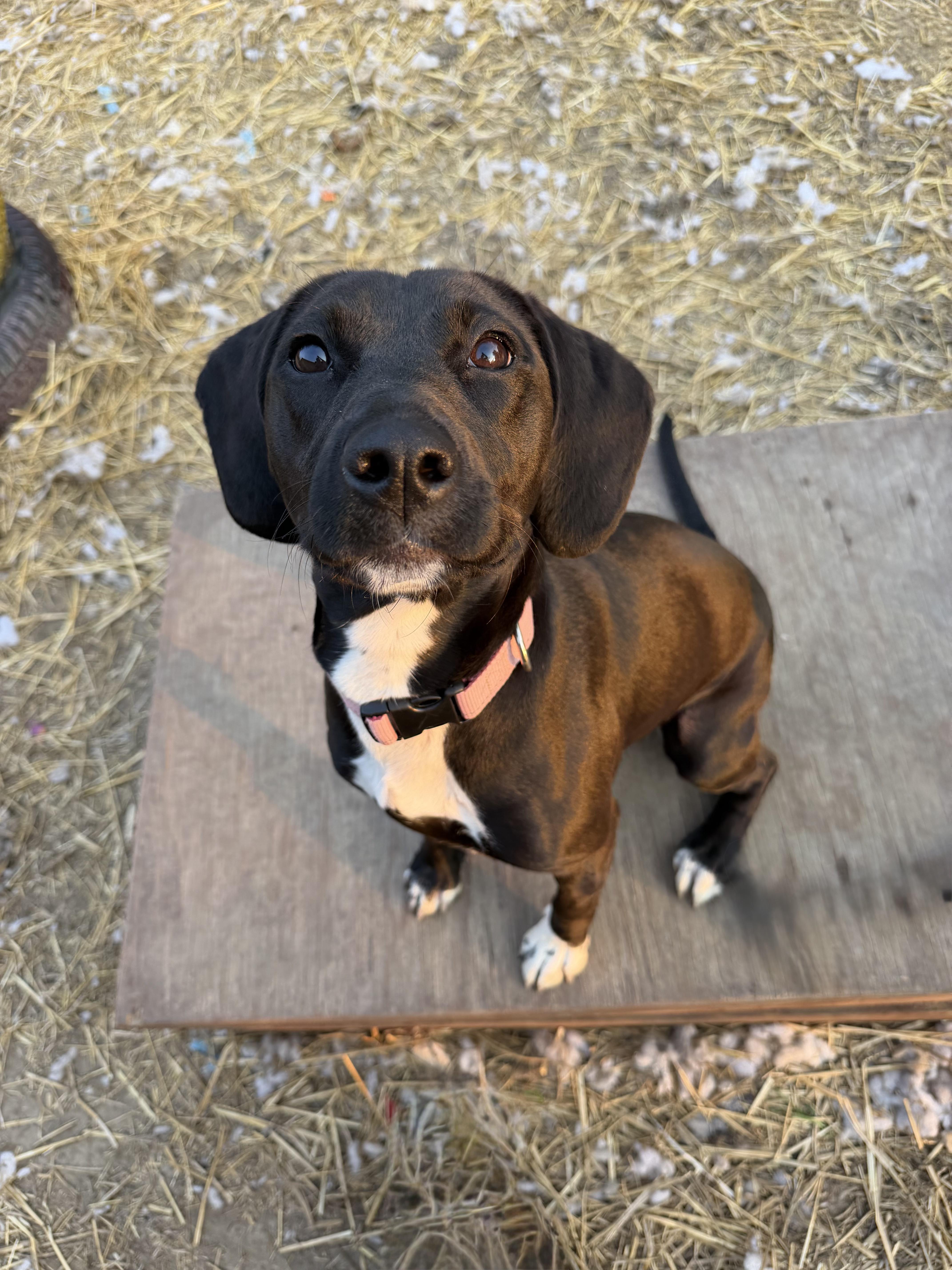 Wren, adopted, Young Female Dachshund & Beagle.