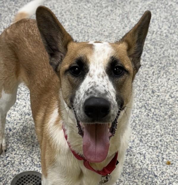 Mufasa, Adoptable, Young Male Australian Cattle Dog / Blue Heeler & Australian Shepherd.
